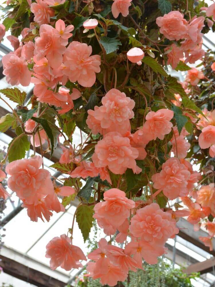 富士花鳥園 バラのように何重もの花びらが重なっているフクシア
