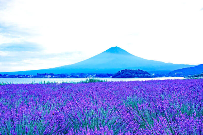 河口湖ハーブフェスティバル