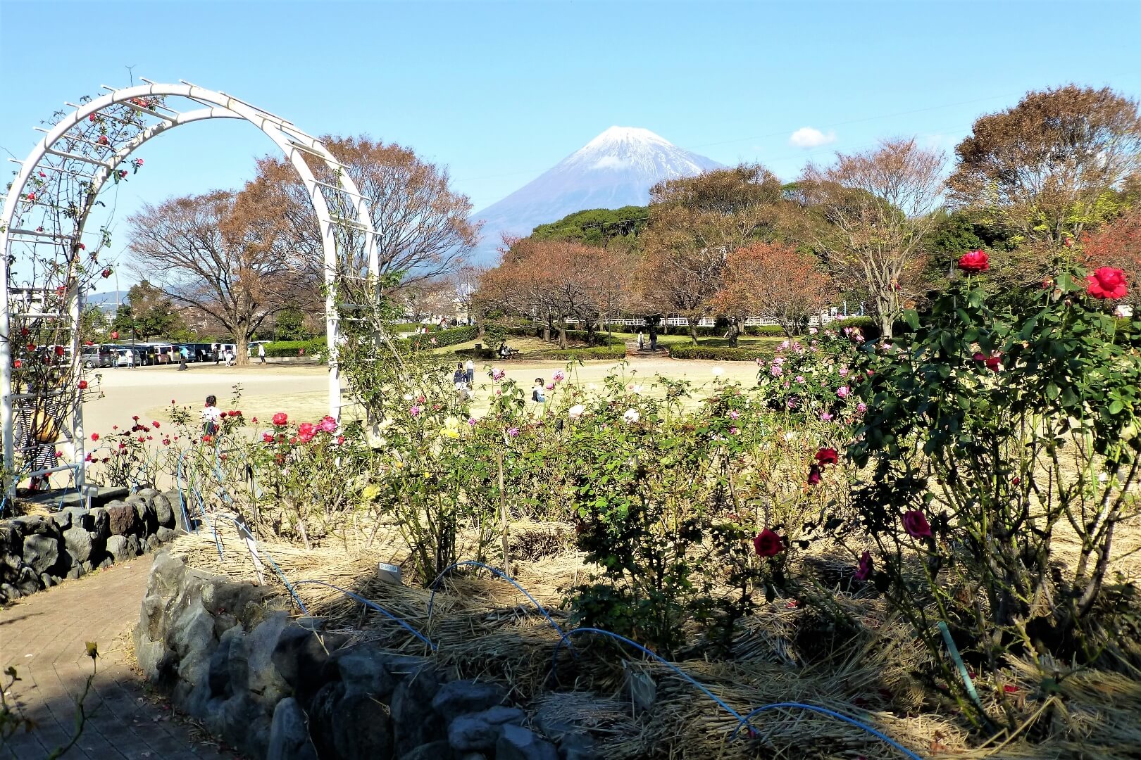 富士市央公園 バラ園