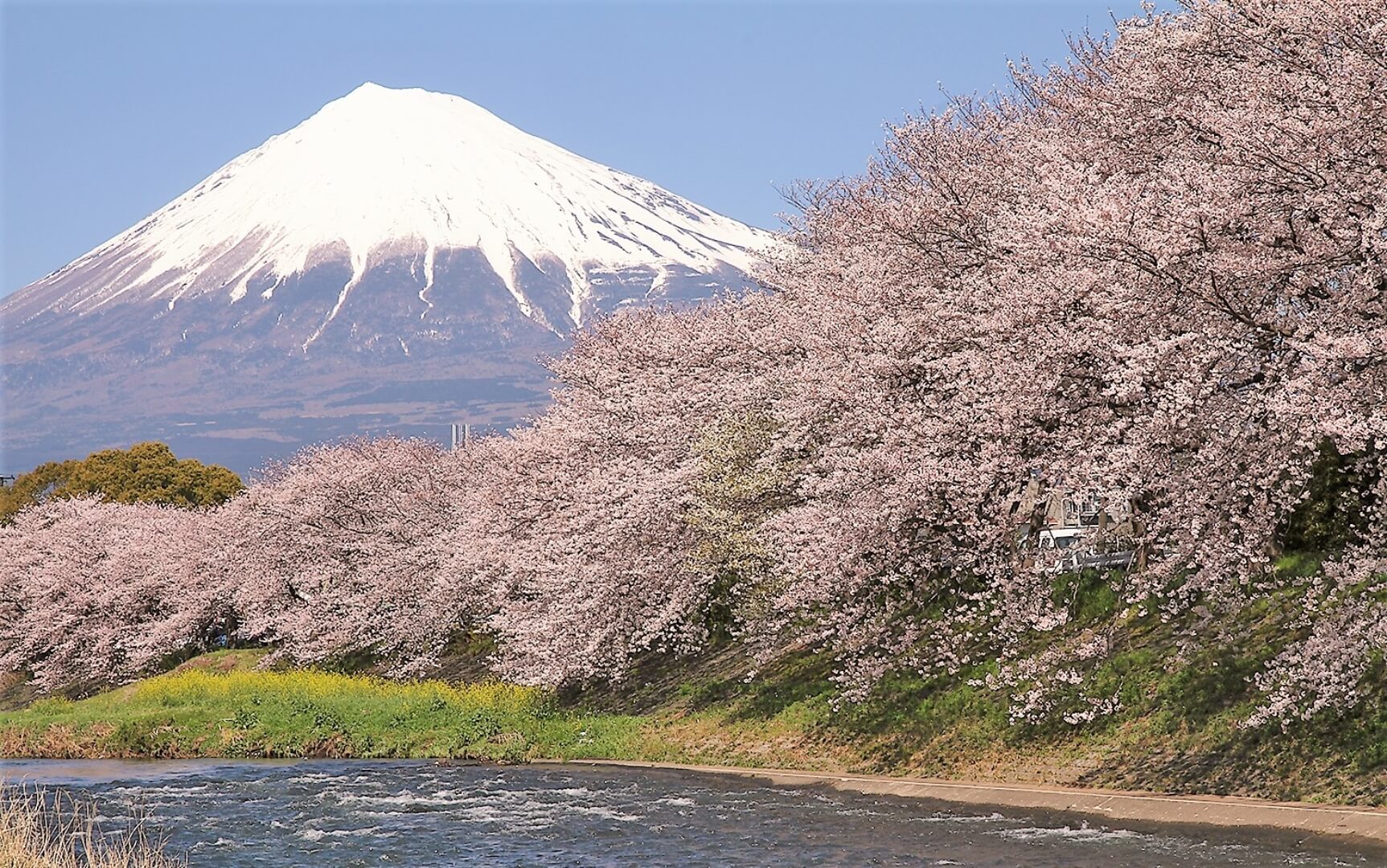 富士山周辺 桜の名所 富士山ぽ