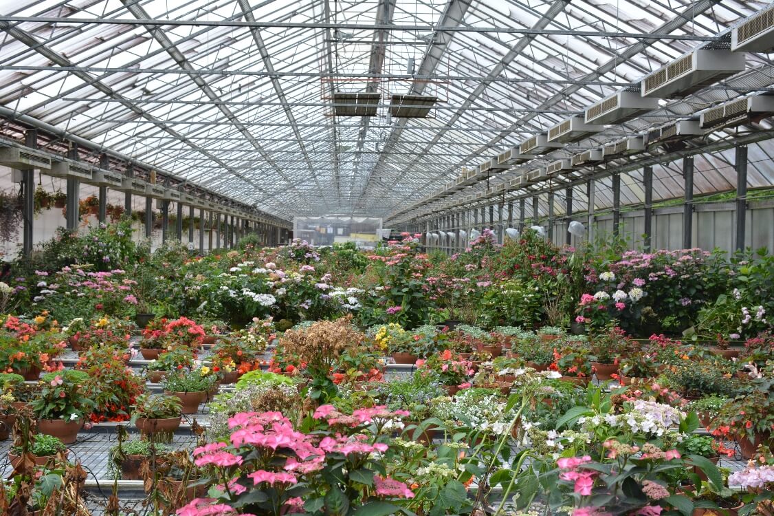 富士花鳥園 お花の生産場