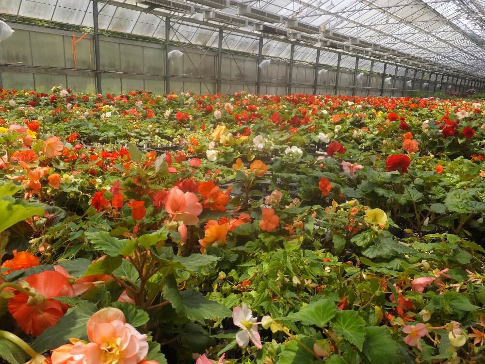 富士花鳥園 花の生産場