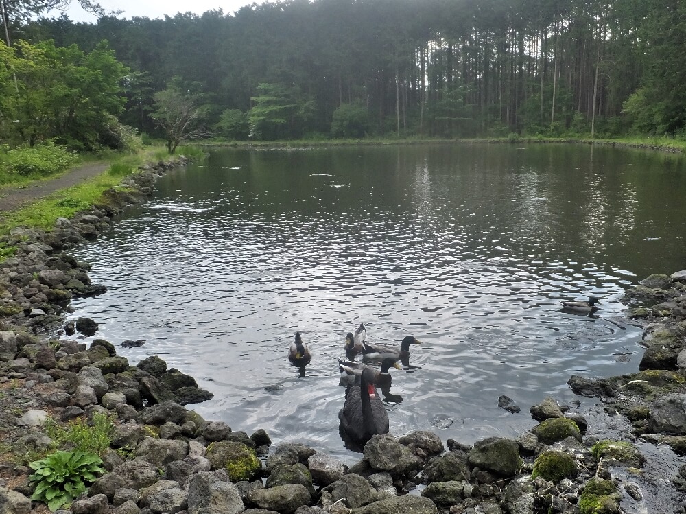 富士花鳥園 水鳥の池