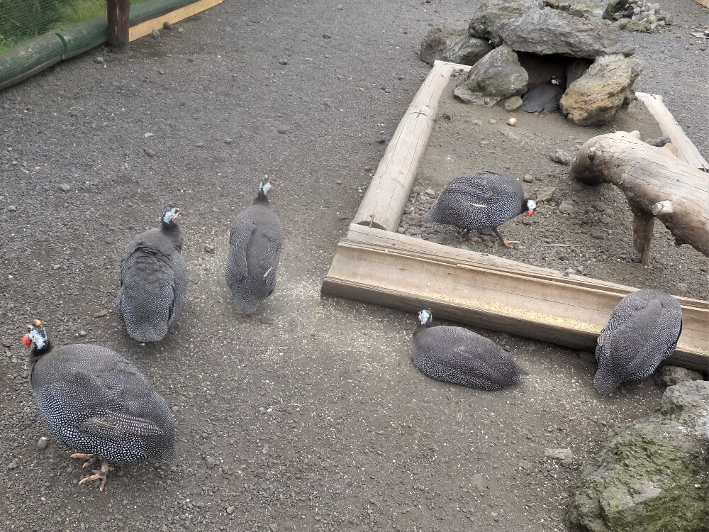 富士花鳥園 ホロホロ鳥