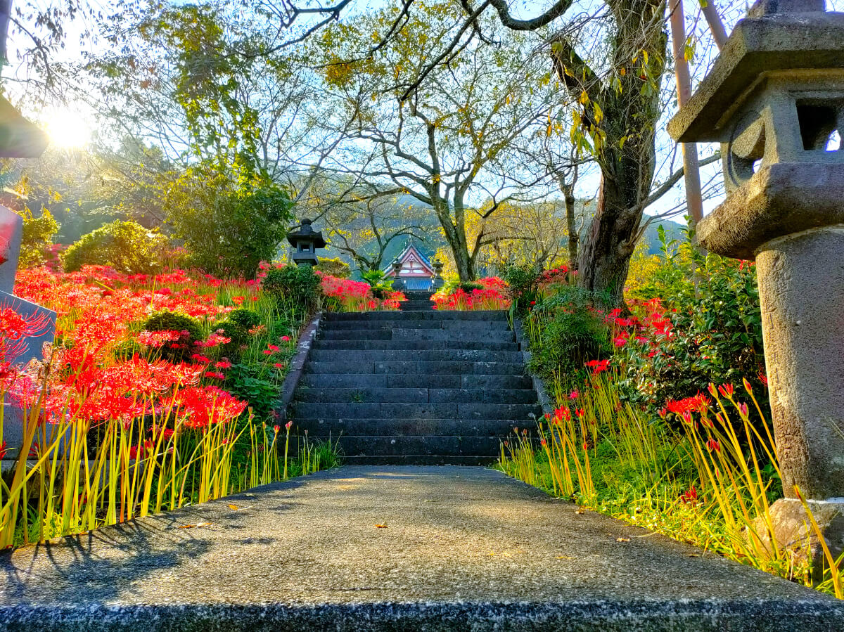 日蓮宗 大日蓮華山 興徳寺　彼岸花が咲く時期の参道の様子