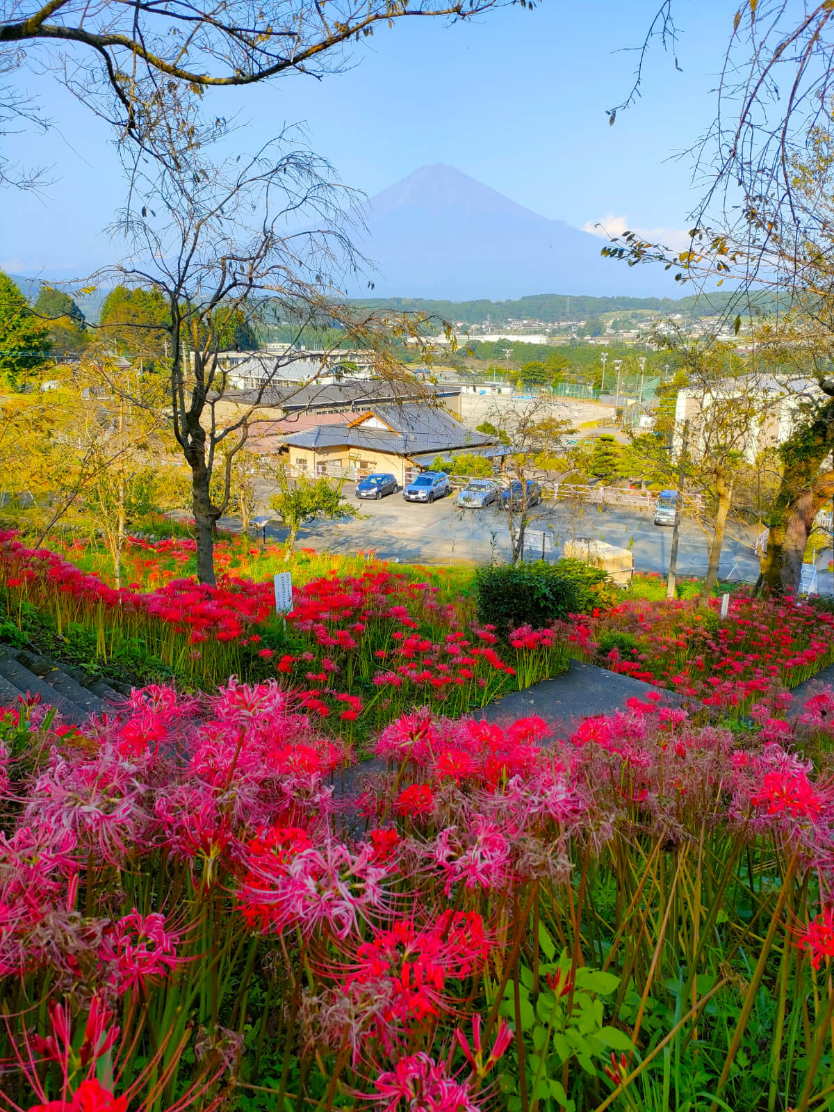 日蓮宗 大日蓮華山 興徳寺　彼岸花と富士山