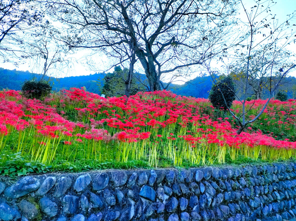 日蓮宗 大日蓮華山 興徳寺　彼岸花