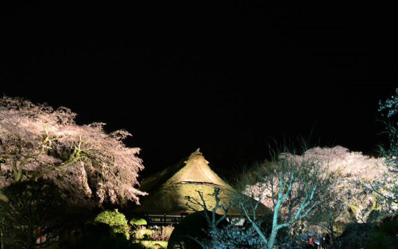 元別邸と夜桜