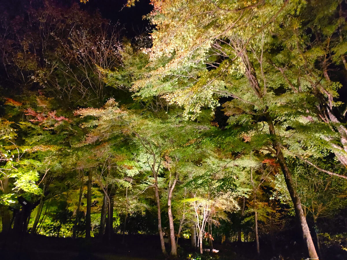 秩父宮記念公園 紅葉ライトアップ