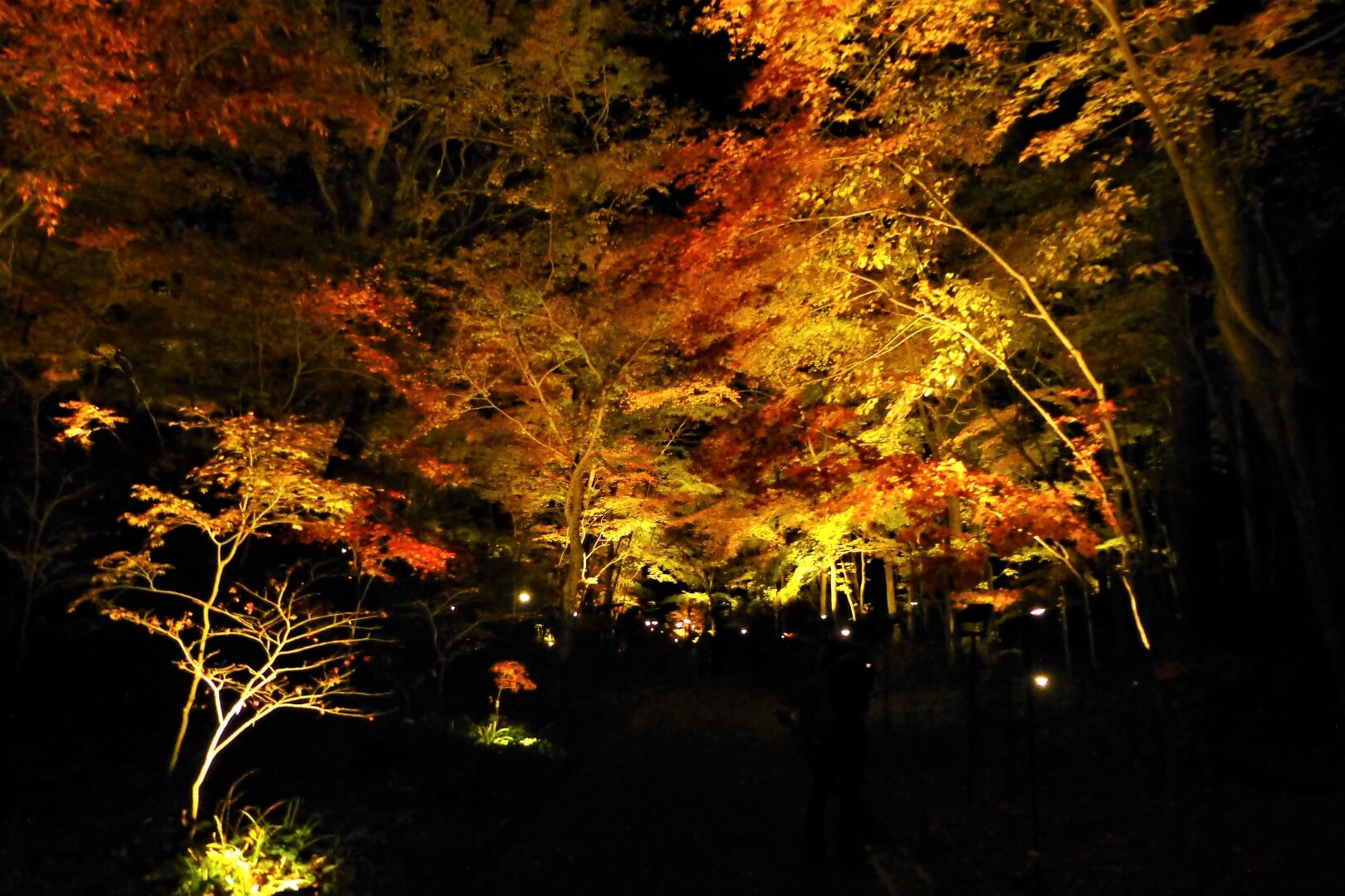 秩父宮記念公園 紅葉まつり