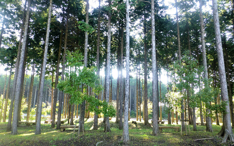 富士山樹空の森 隣接の林にはベンチが設置されている