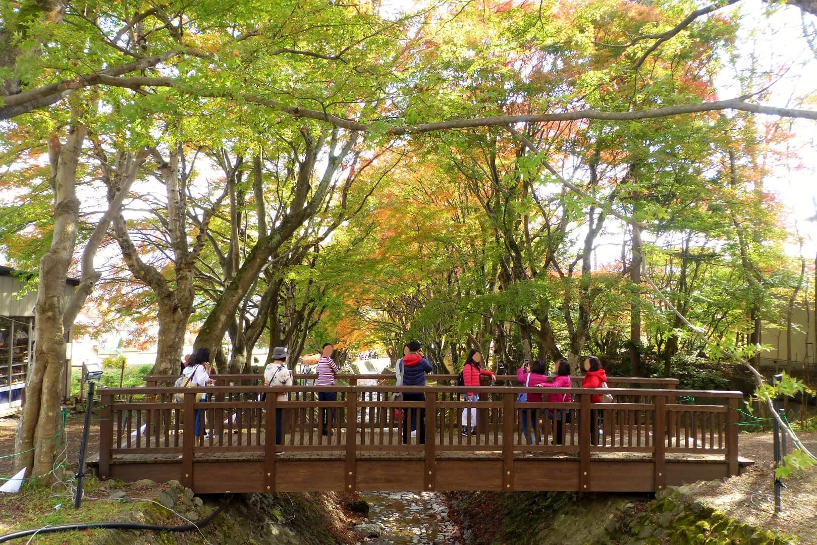 河口湖紅葉まつり 木造の橋