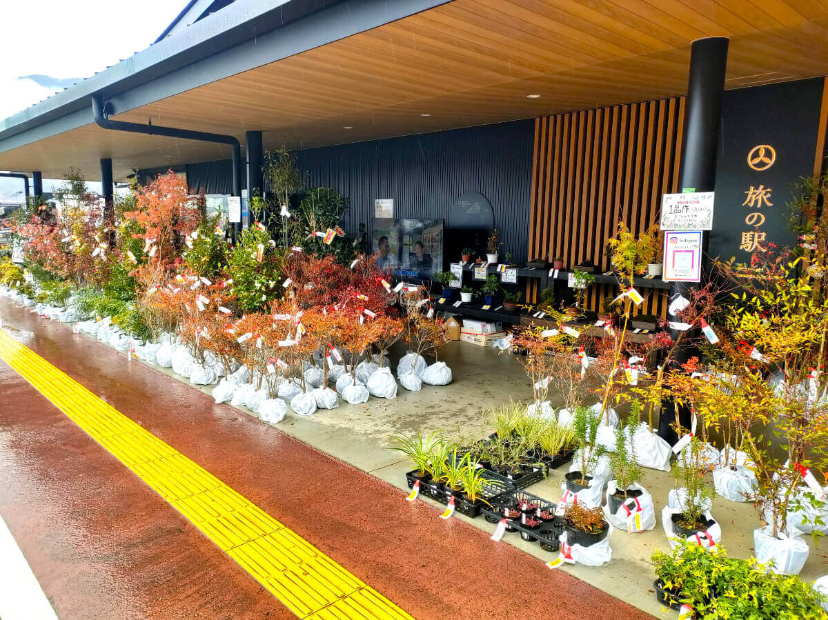 旅の駅 kawaguchiko base 植木の販売