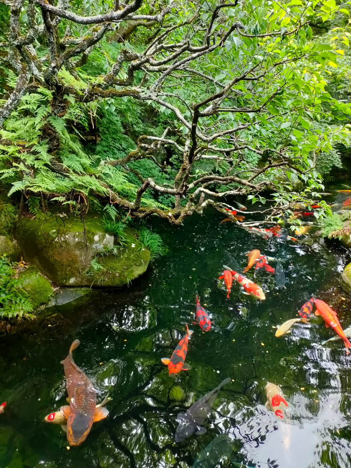 カフェ静川 日本庭園 池 錦鯉