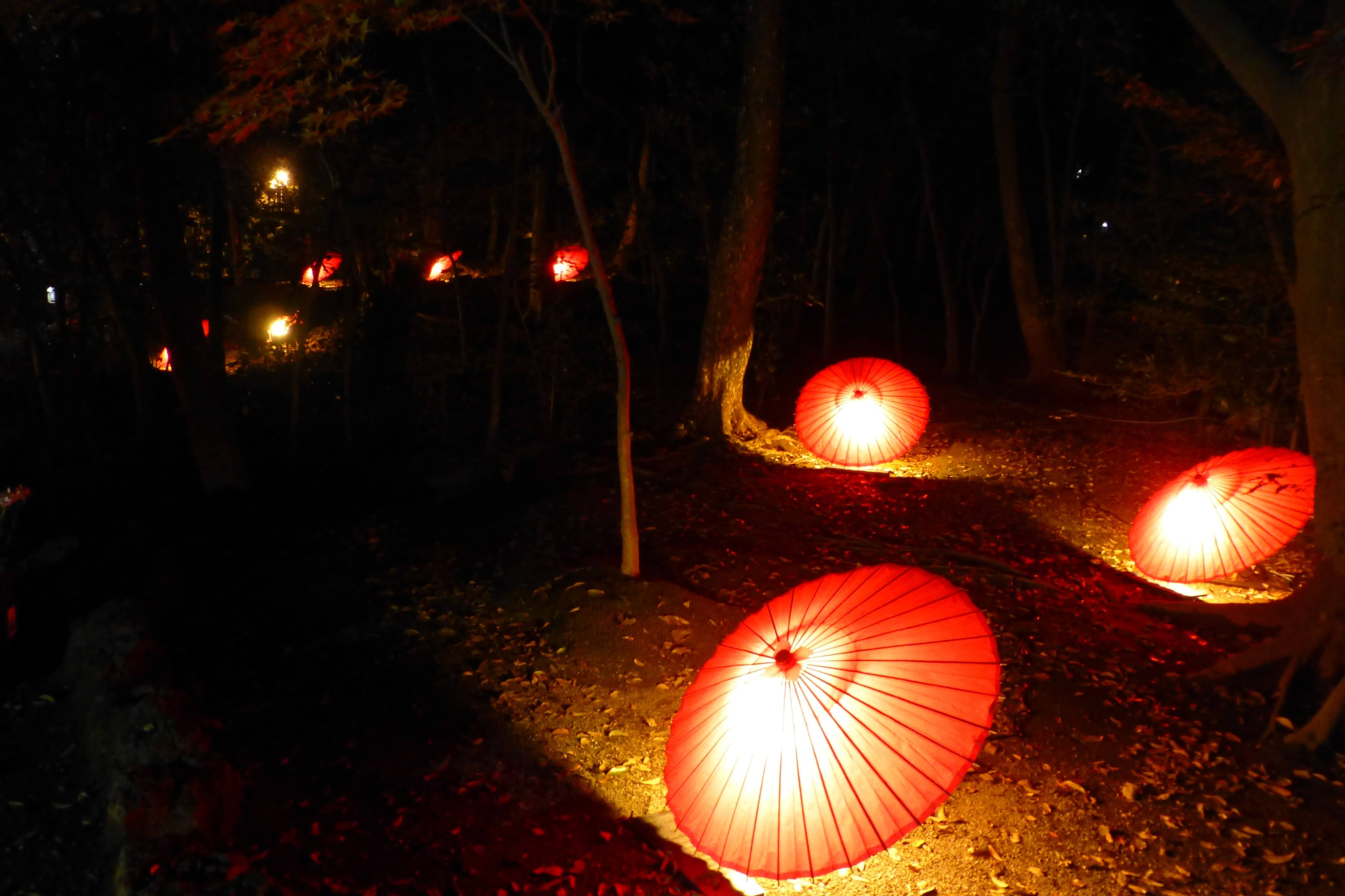 楽寿園 夜菊観賞 番傘で雅なライトアップ