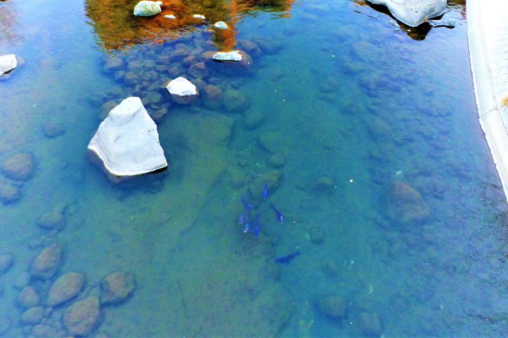 鮎壺の滝 鯉