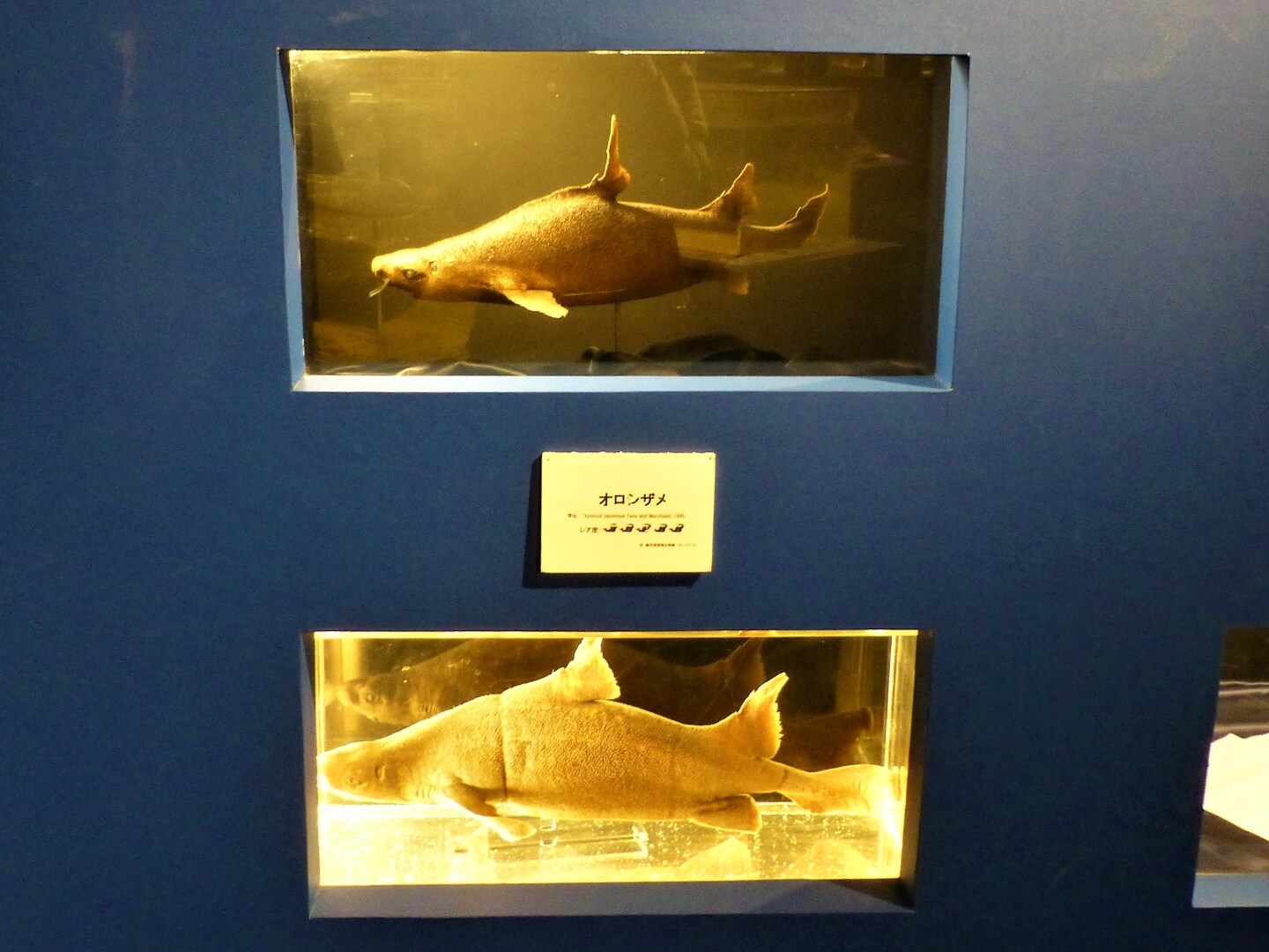 駿河湾深海生物館 オロシザメ