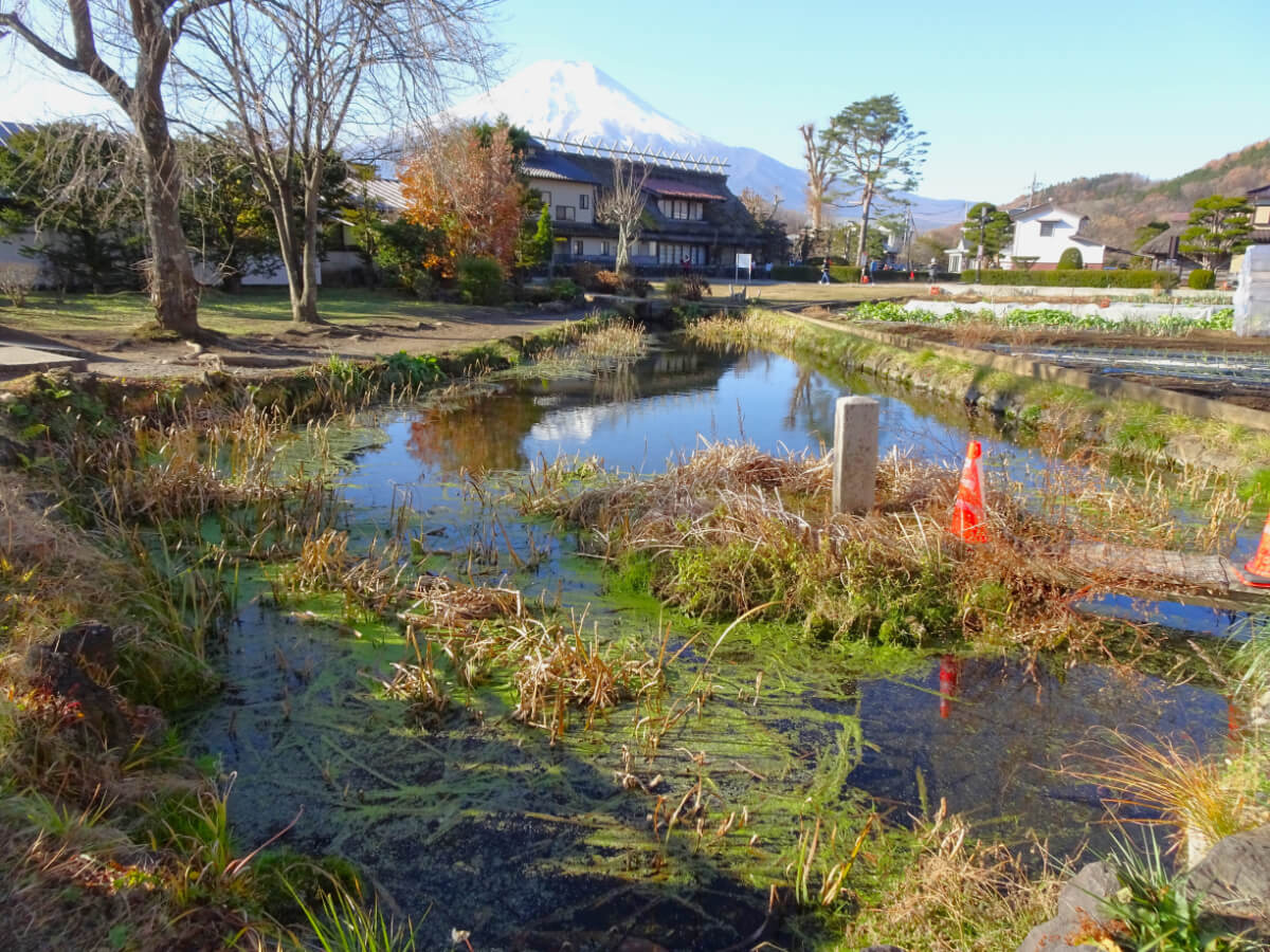 忍野八海/菖蒲池