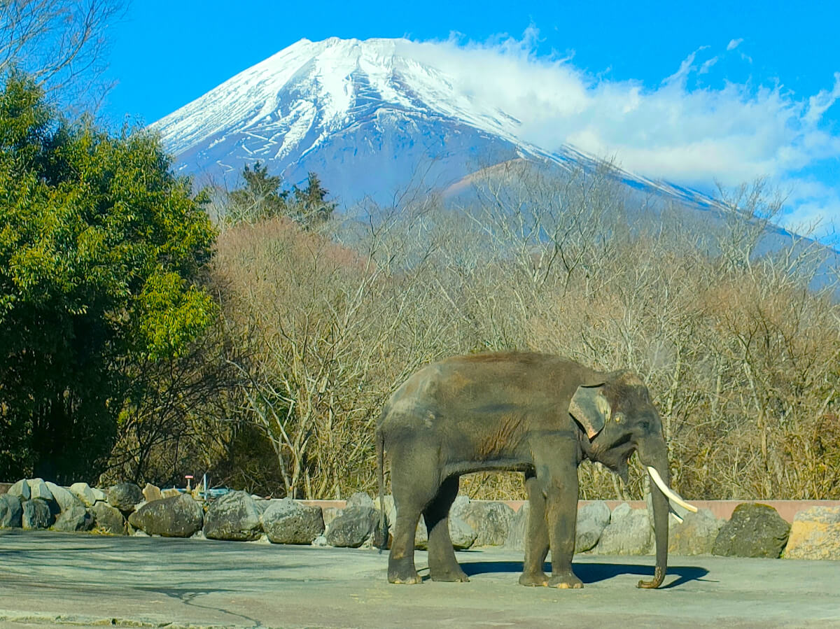 ゾウと富士山