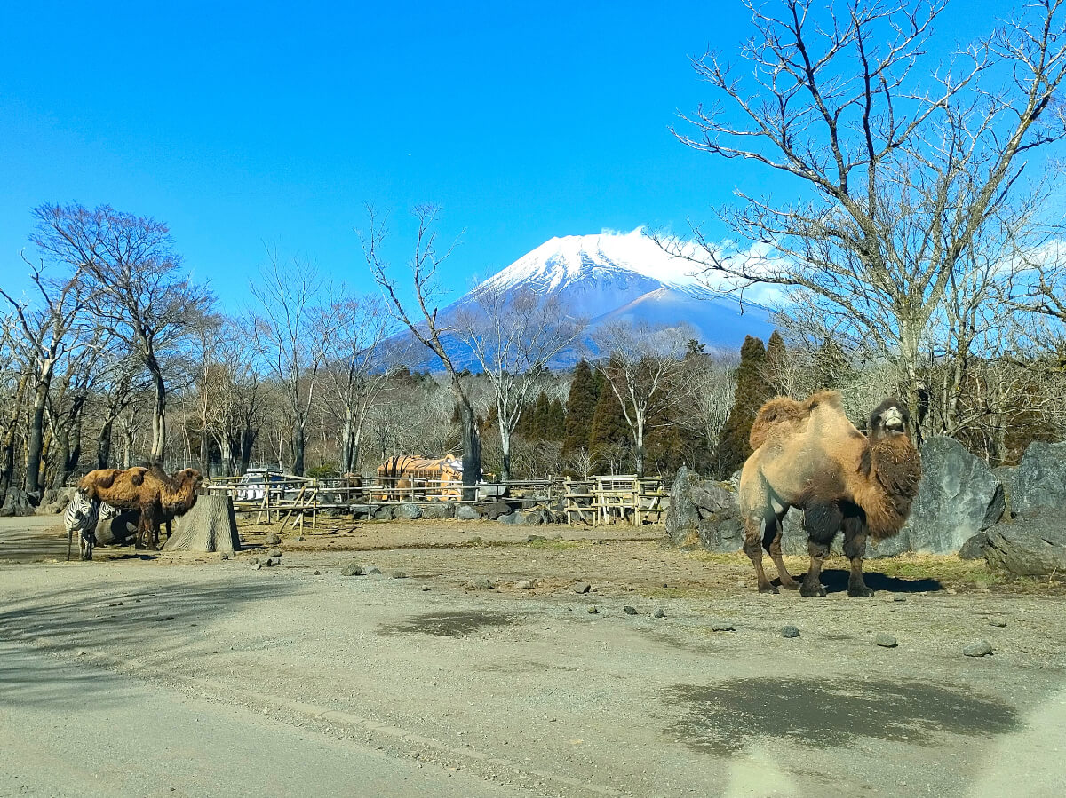 ラクダと富士山