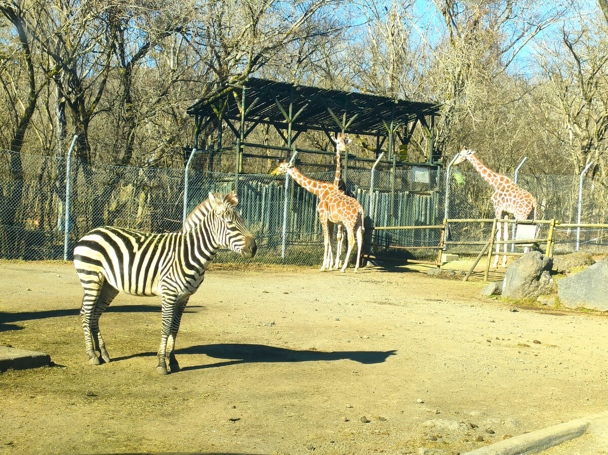 キリンとシマウマ