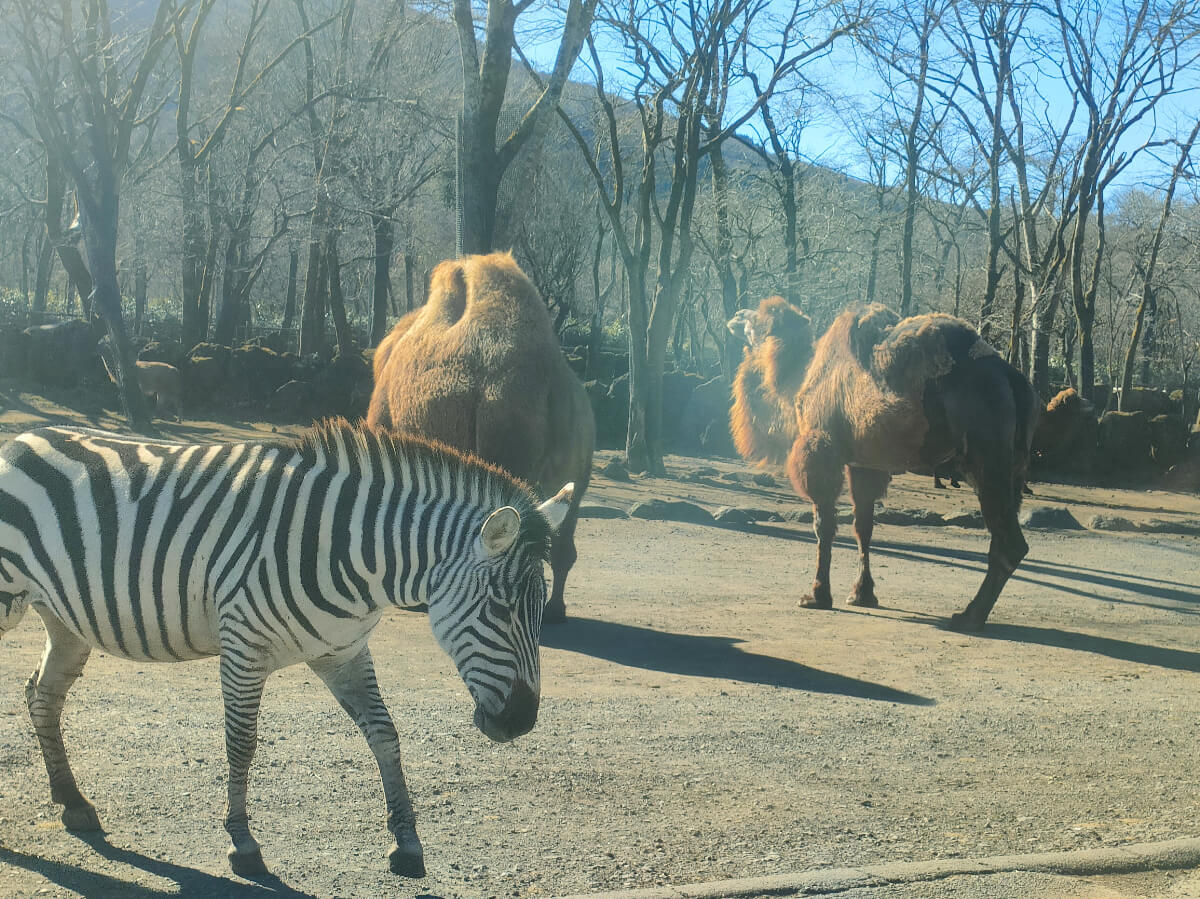 シマウマとラクダ