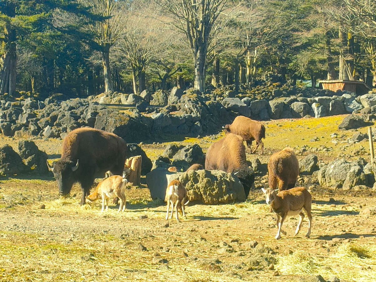 動物たち