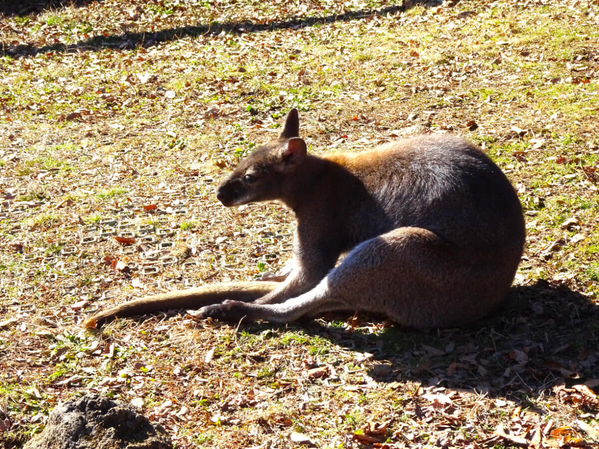 アカカンガルー