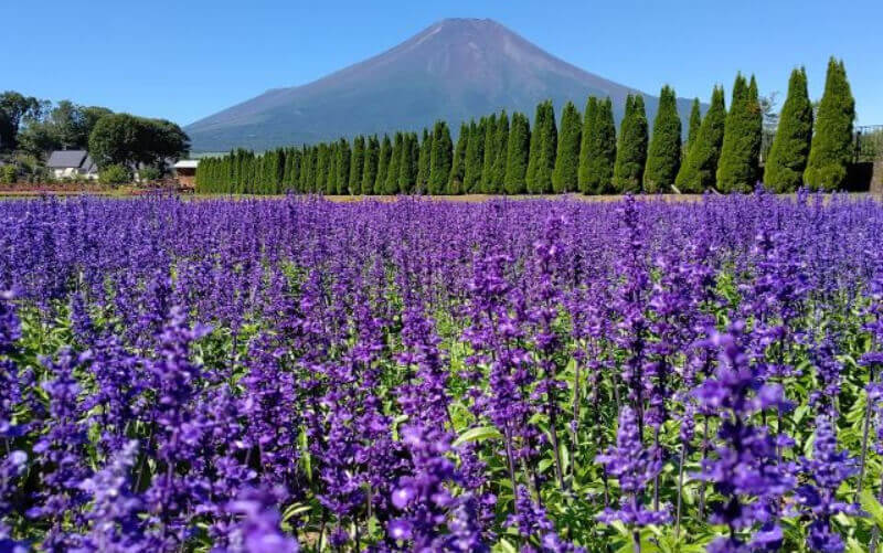 花の都公園