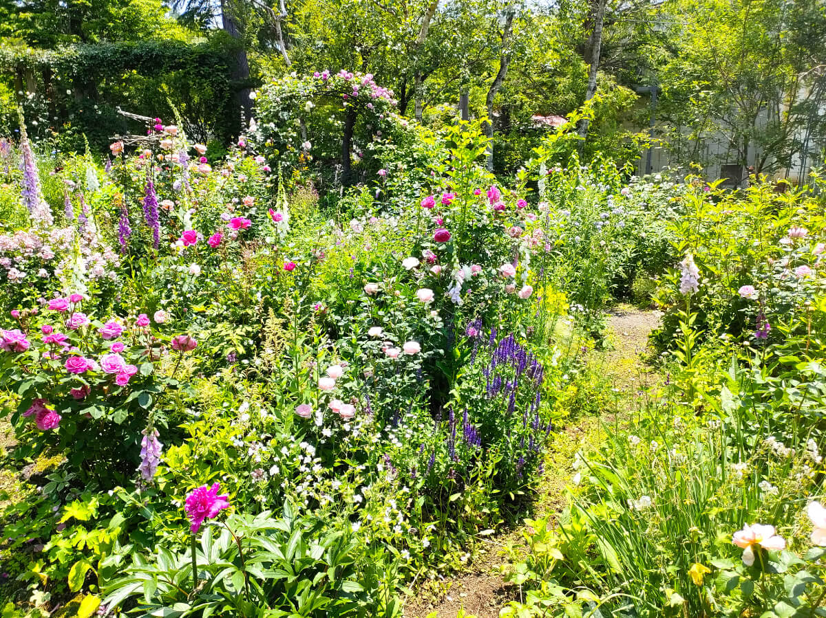 MF GARDEN（塚原邸）バラ