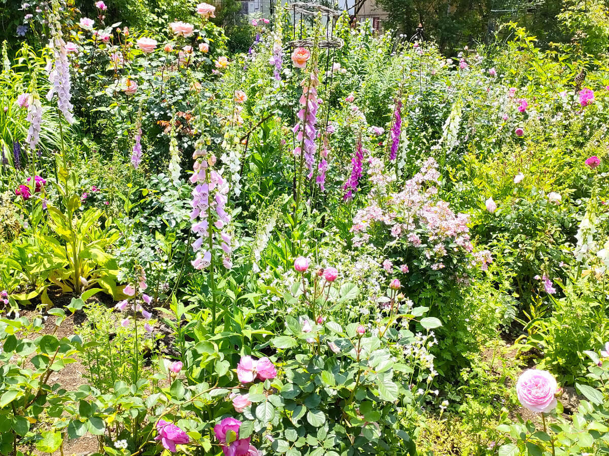 MF GARDEN（塚原邸）多様な花々