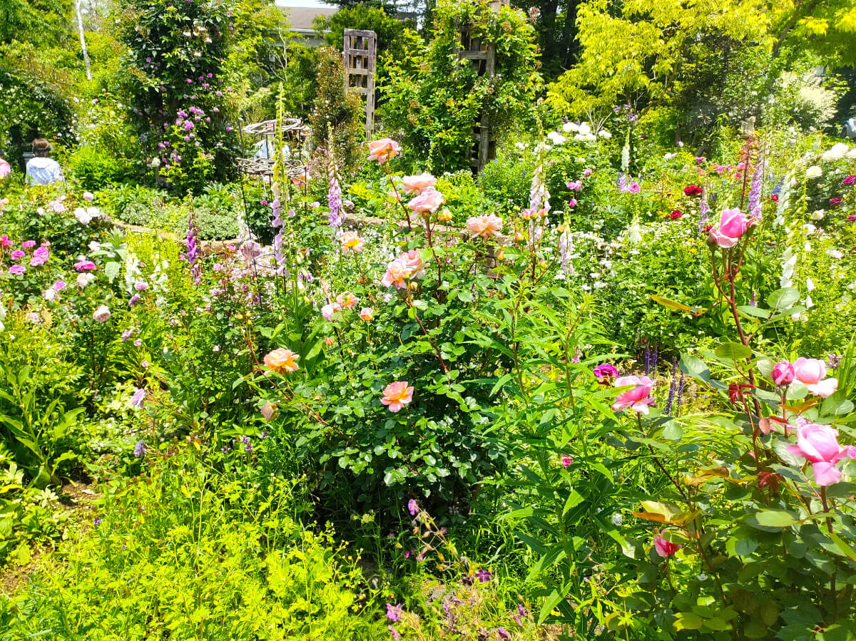 見頃を迎えた花々