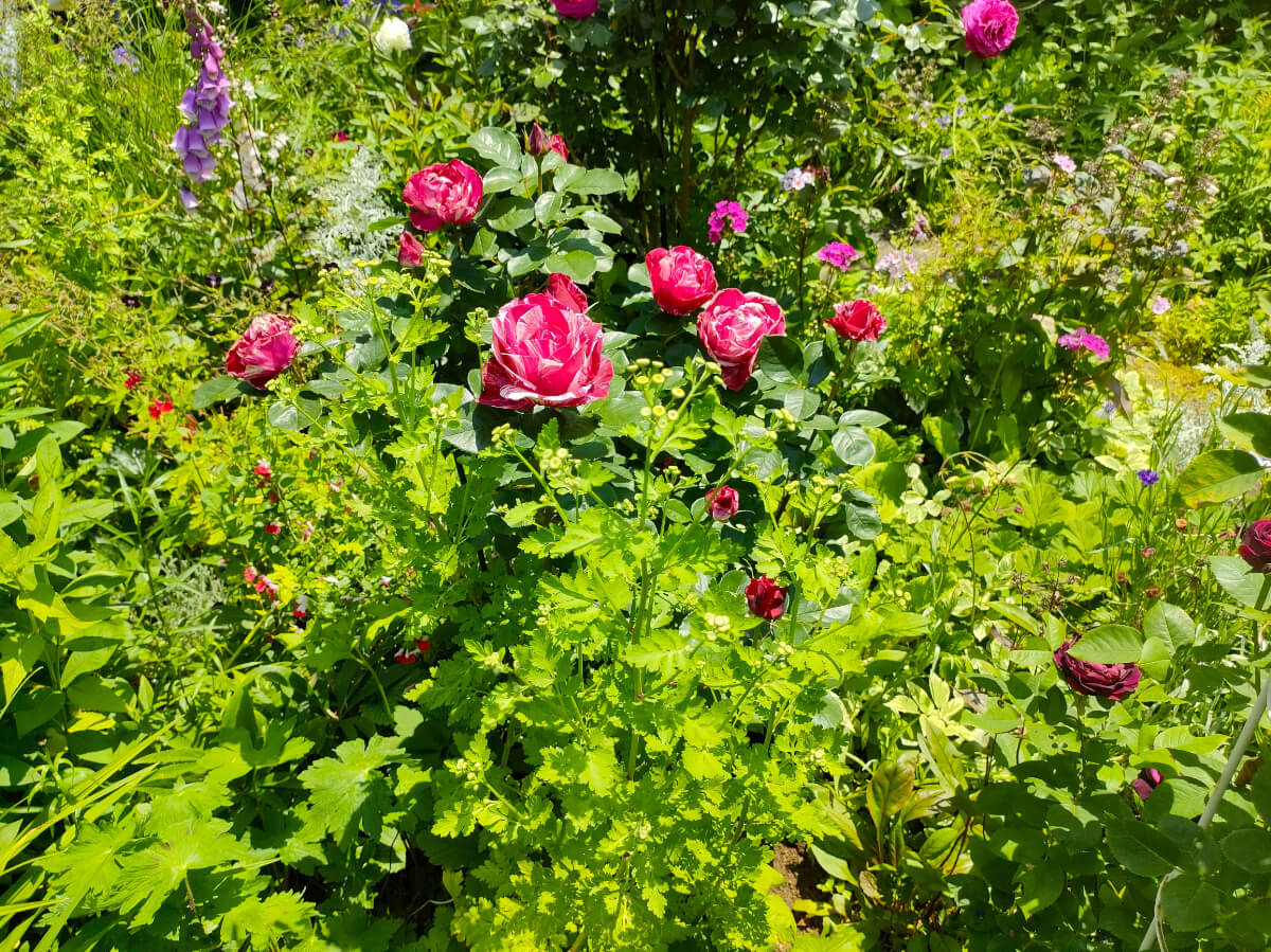 MF GARDEN（塚原邸）/見頃を迎えたバラ