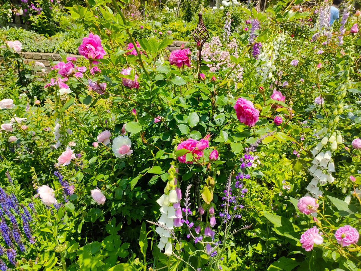 MF GARDEN（塚原邸）/満開の花