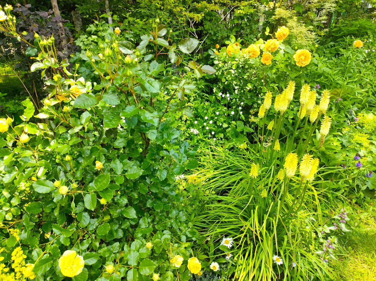 MF GARDEN（塚原邸）/黄色い花々