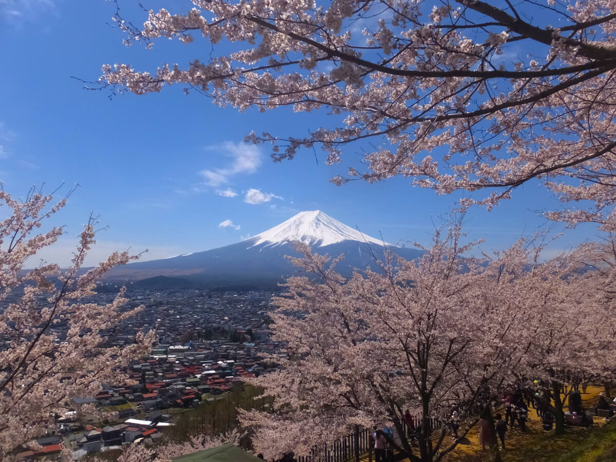 新倉山浅間公園/富士山と桜