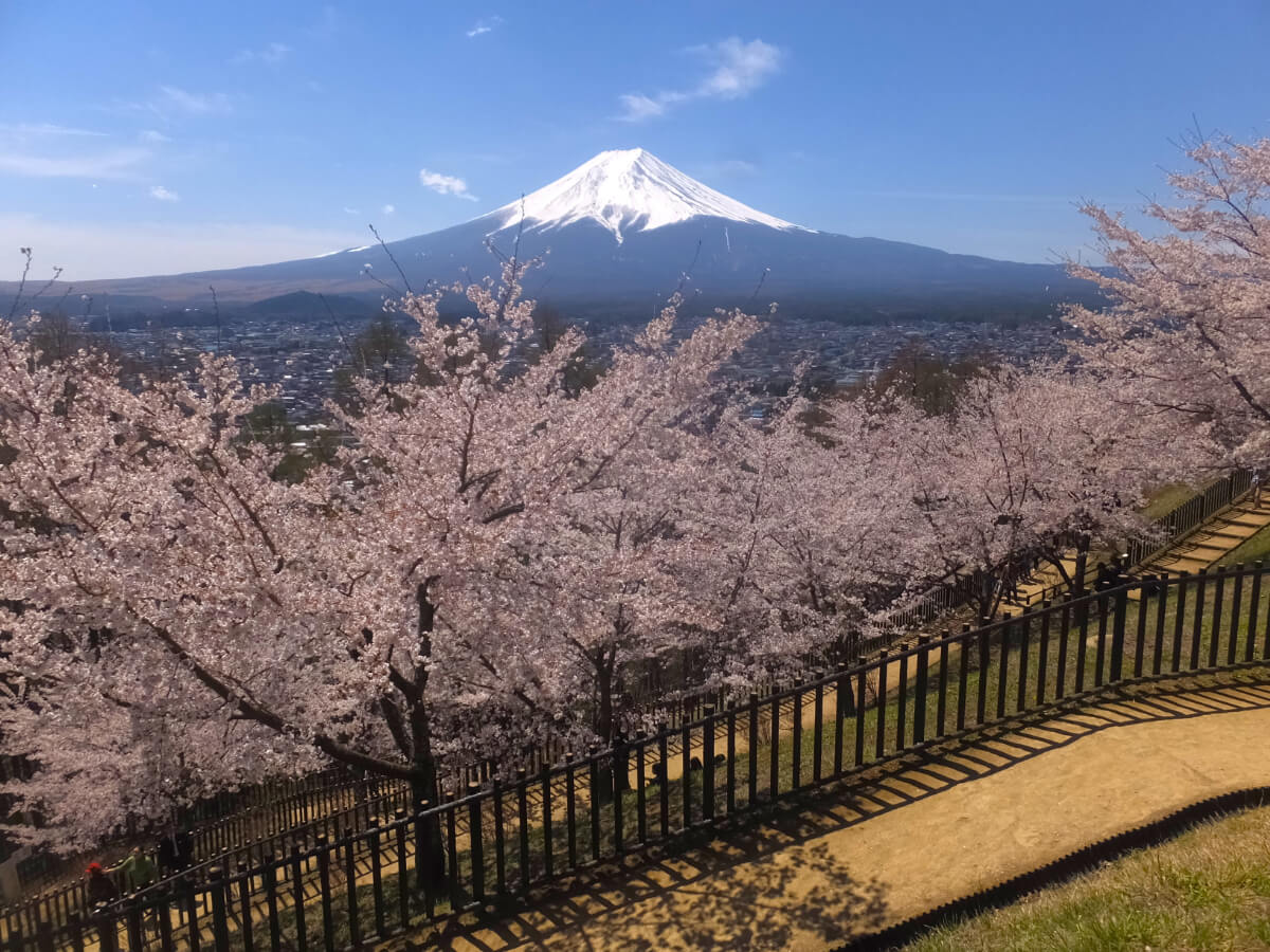 新倉山浅間公園/富士山と桜