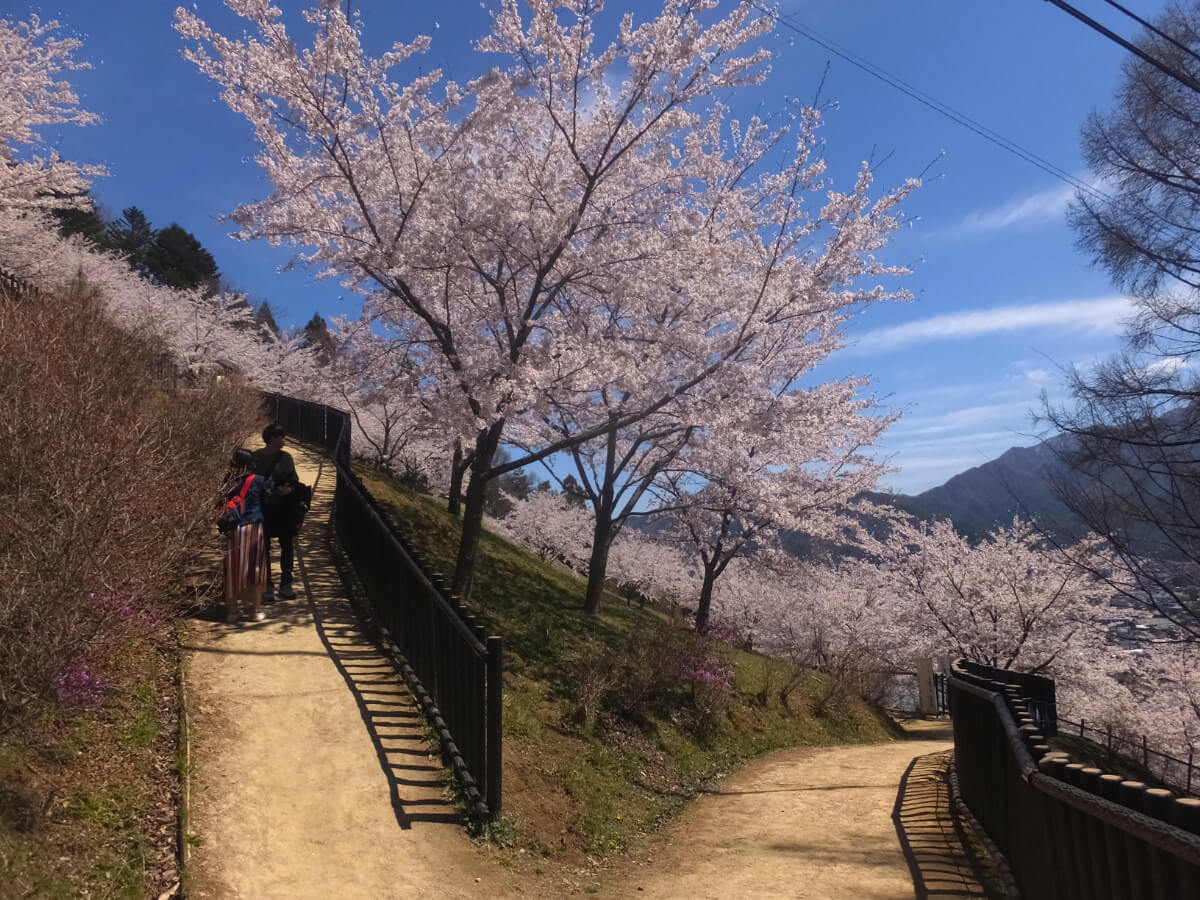 新倉山浅間公園/桜