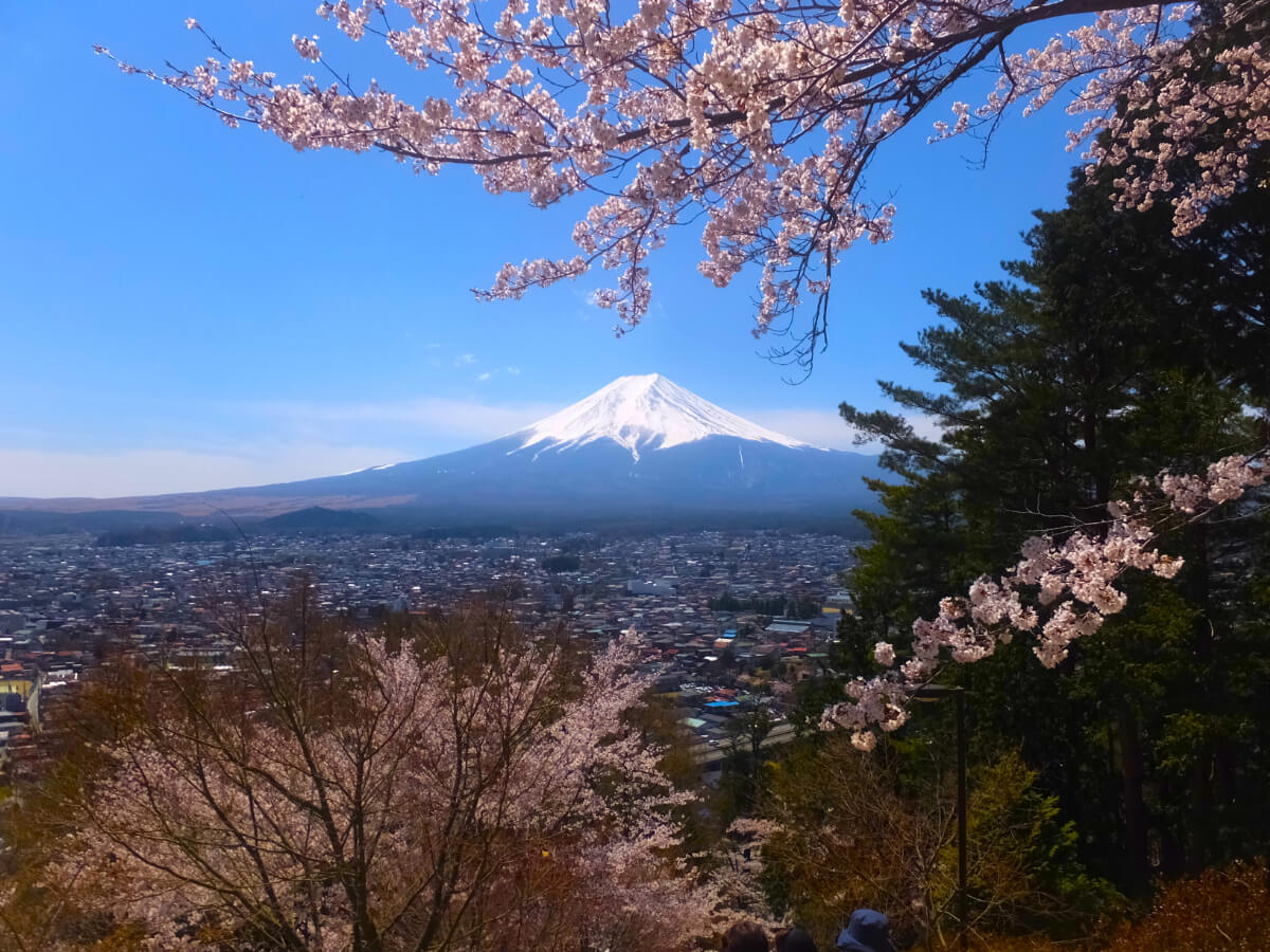 新倉山浅間公園/桜と富士山