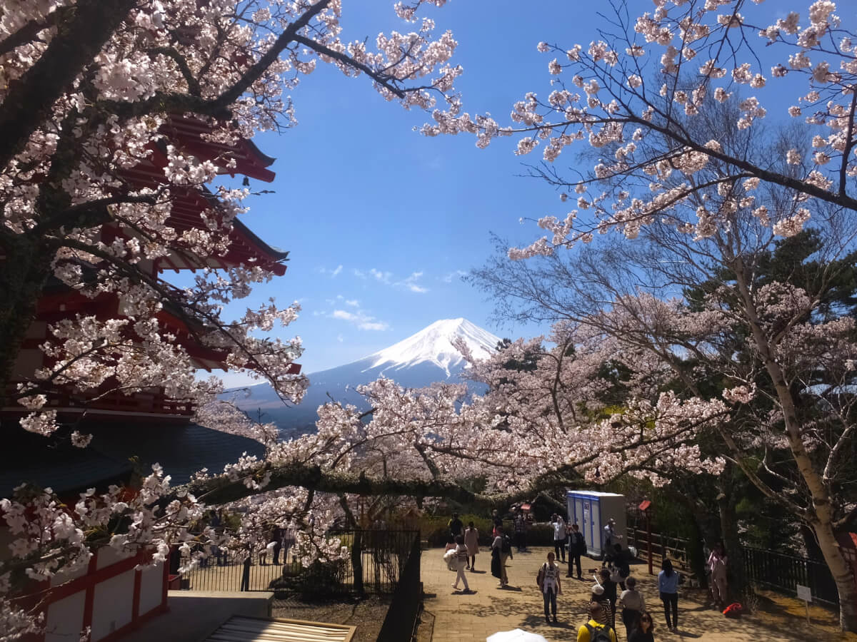 新倉山浅間公園/桜と富士山